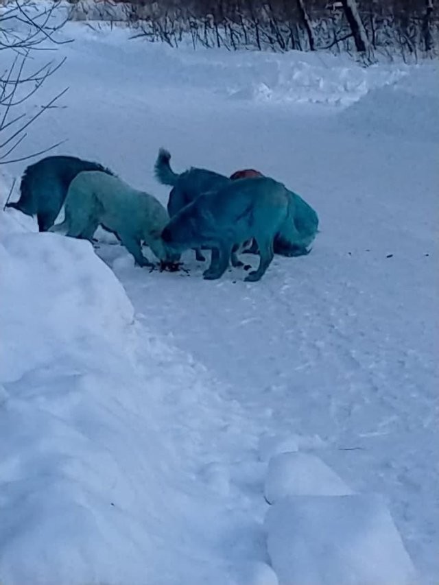 FOTO // Unii văd cai verzi pe pereți, alții... câini albaștri pe zăpadă